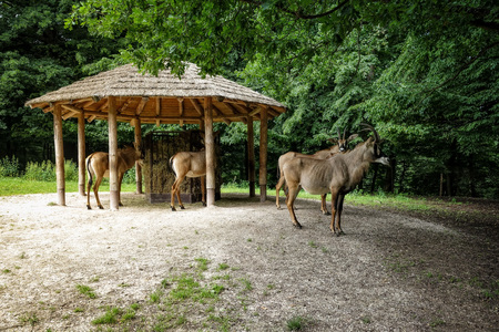 Animal close-up photography. Antelope stands at the feeders and eat hay.の写真素材