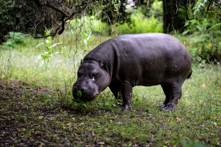 Animal close-up photography Hippopotamus kid walking outdoors.の写真素材