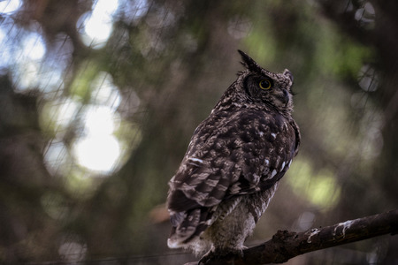 Animal close-up photography.  Spotted owl observe the surroundings..の写真素材