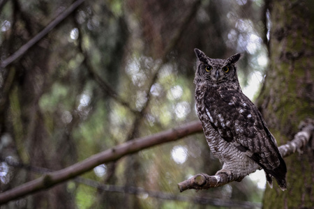 Animal close-up photography.  Spotted owl observe the surroundings..の写真素材