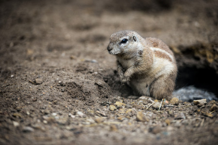 Animal close-up photography. Ground squirrels bserve the surroundings.の写真素材