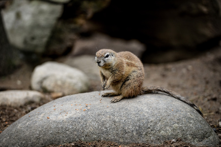 Animal close-up photography. Ground squirrels bserve the surroundings.の写真素材