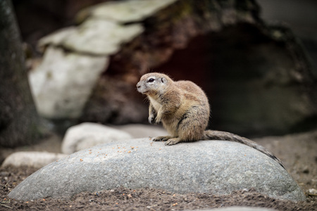 Animal close-up photography. Ground squirrels bserve the surroundings.の写真素材