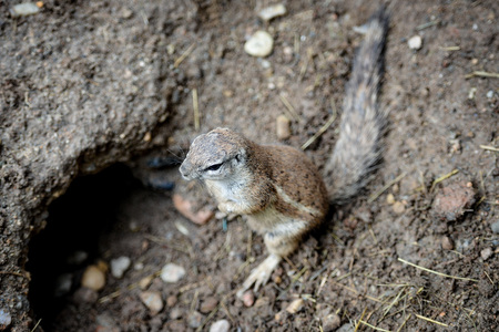 Animal close-up photography. Ground squirrels bserve the surroundings.の写真素材
