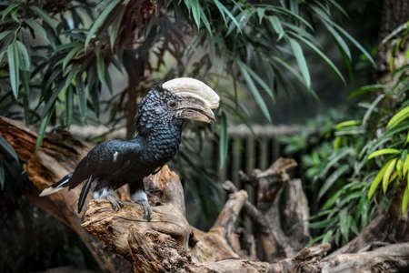 Animal close-up photography Tropical bird with a large beak.の写真素材
