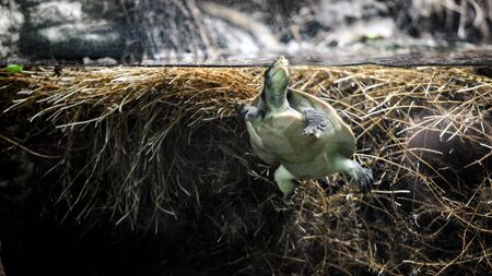 Animal close-up photography Flying turtle in aquarium.の写真素材