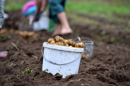 Potato harvest talc. White bucket of potatoes.の写真素材