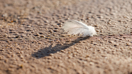Close-up photography. Feathers in the beach sand.の写真素材