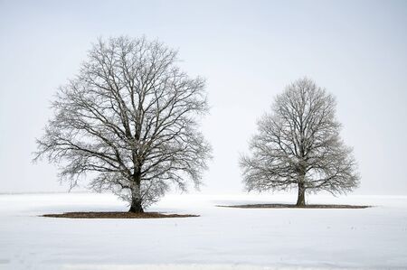 Abstract winter landscape with a lone tree in white snow.の写真素材