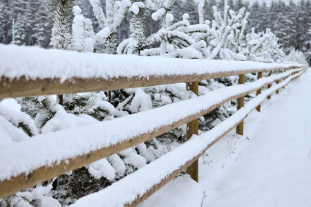 Winter landscape with snowy forest and a wooden fence.の写真素材