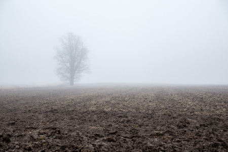 Minimalism. Morning mist and a lonely tree.の写真素材