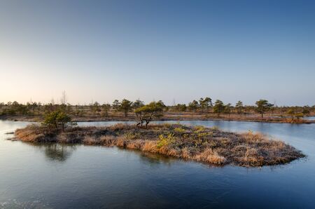 Landscape photography. Swamp on a cold winter morning.の写真素材