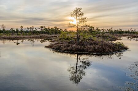 Landscape photography. Swamp on a cold winter morning.