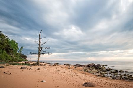Sea landscape. Lonely, withered tree at rocky beach.の写真素材