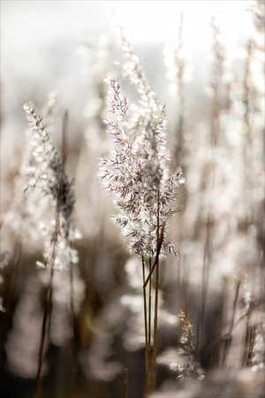 Nature close-up photography. Abstract beautiful close-up scene.の写真素材