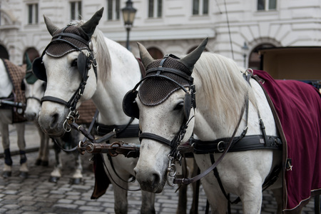 Vienna. Austria. Horses with carriages and carts waiting for tourists in the old city streets.の写真素材