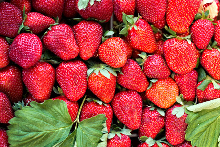 background from freshly harvested strawberries, directly aboveの写真素材