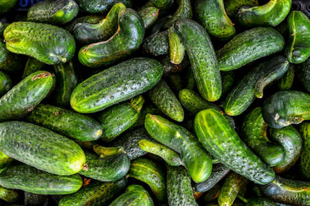 fresh green cucumber collection outdoor on market macroの写真素材
