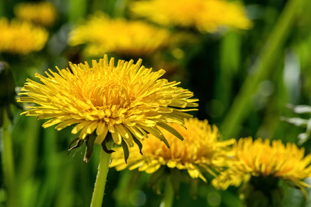 Selective focus close-up photography. yellow dandelion in the green meadow.の写真素材