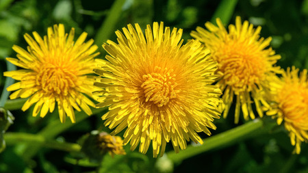 Selective focus close-up photography. yellow dandelion in the green meadow.の写真素材