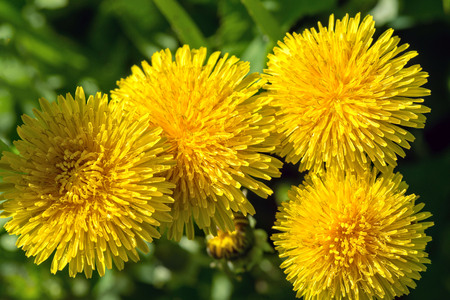 Selective focus close-up photography. yellow dandelion in the green meadow.の写真素材