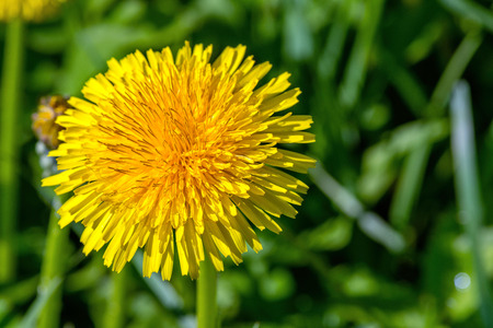 Selective focus close-up photography. yellow dandelion in the green meadow.の写真素材