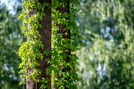 Close-up of ivy on tree trunksの写真素材