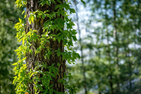 Close-up of ivy on tree trunksの写真素材