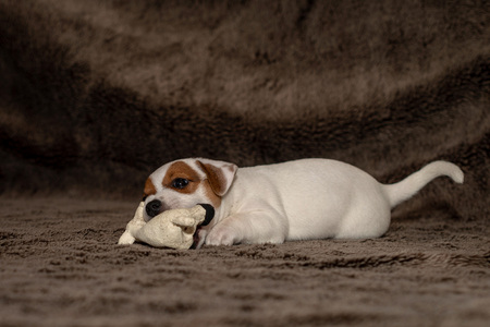Jack Russell puppy plays with her toys.の写真素材