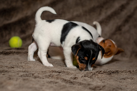 Two Jack Russell puppies play with each other for brown blankets.の写真素材