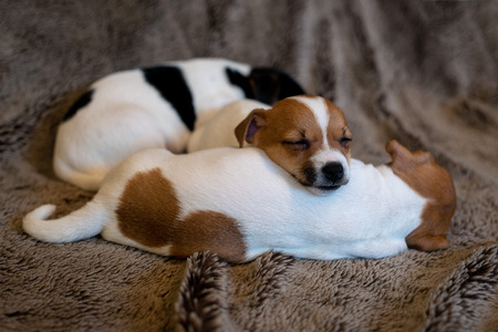 Two Jack Russell puppy sleeping on brown blankets.の写真素材