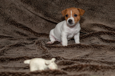 Jack Russell puppy sitting on a brown blanket.の写真素材