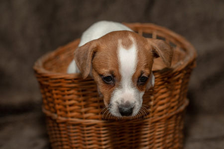 Jack Russell puppy climb out of a wicker basket.の写真素材