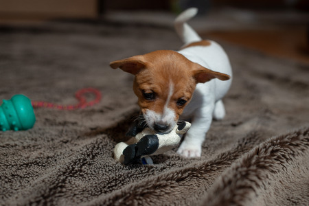 Jack Russell puppy plays with her toys.の写真素材