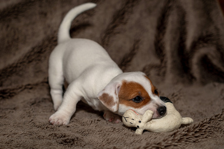 Jack Russell puppy plays with her toys.の写真素材