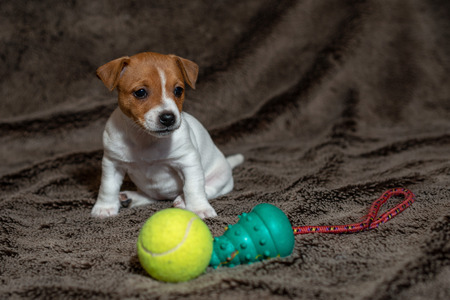 Jack Russell puppy plays with her toys.の写真素材
