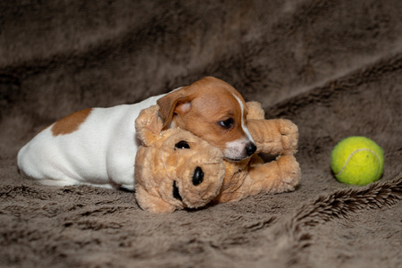 Jack Russell puppy sleeping on a brown blanket headed to the toy.の写真素材