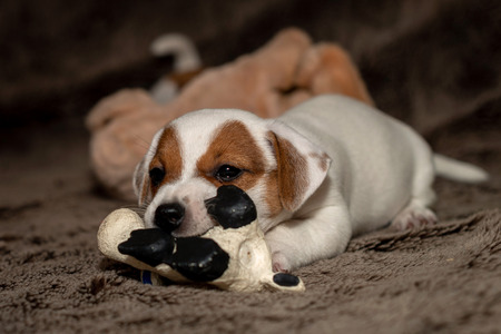 Jack Russell puppy plays with her toys.の写真素材