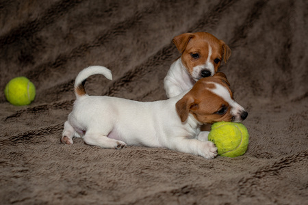 Two Jack Russell puppies play with each other for brown blankets.の写真素材