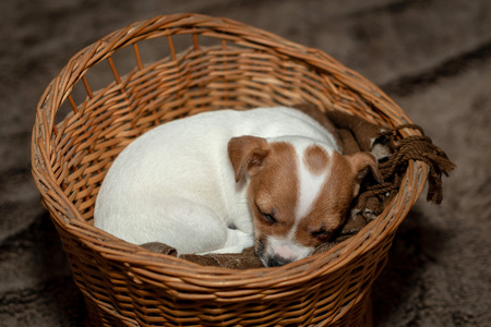 Jack Russell puppy sleeping in a wicker basket.の写真素材