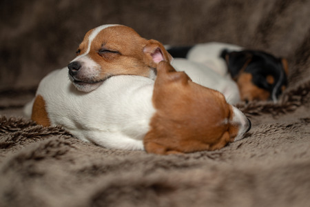 Three Jack Russell puppy sleeping on brown blankets.の写真素材