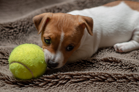 Jack Russell puppy plays with her toys.の写真素材
