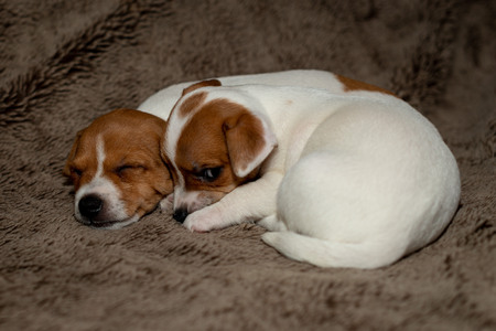 Two Jack Russell puppy sleeping on brown blankets.の写真素材