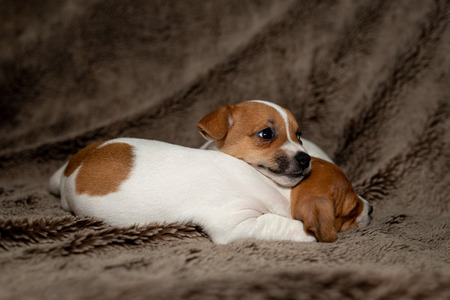 Two Jack Russell puppy sleeping on brown blankets.の写真素材