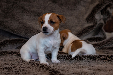 Jack Russell puppy sitting on a brown blanket.の写真素材