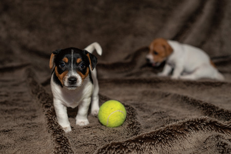 Jack Russell puppy plays with her toys.の写真素材