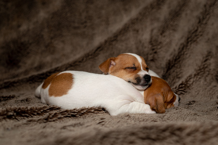 Two Jack Russell puppy sleeping on brown blankets.の写真素材
