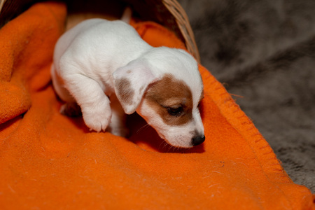 Jack Russell puppy plays with her toys.の写真素材