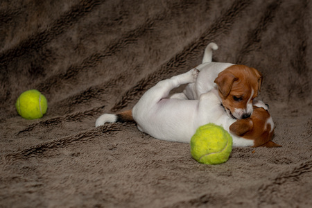 Two Jack Russell puppies play with each other for brown blankets.の写真素材