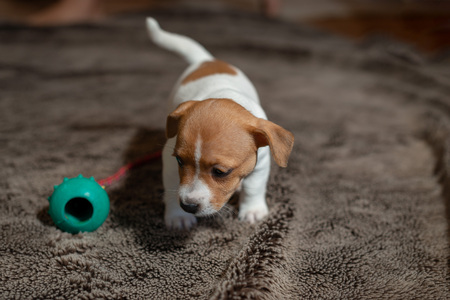Jack Russell puppy plays with her toys.の写真素材